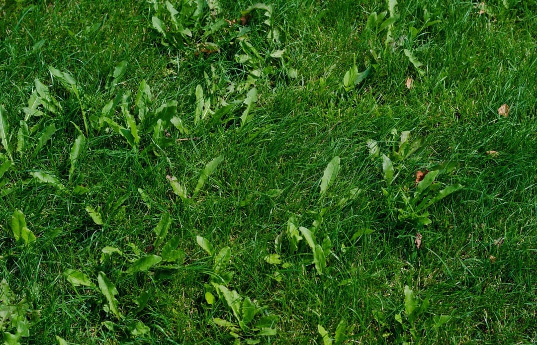 Five Things You Need to Know About PreEmergent Weed Control